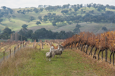 Sheep amongst the vines at Ross Hill Wines